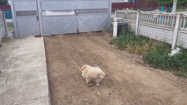 Крымская жизнь,и она продолжается. смотреть онлайн