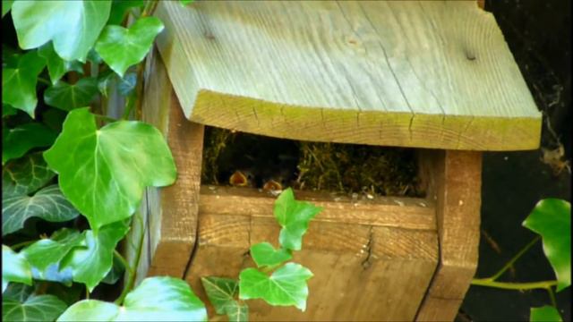 **Zaunkönig am Nest** Troglodytes troglodytes смотреть онлайн