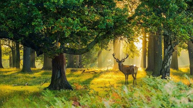 Самая Лучшая Музыка Для Снятия Усталости! Можно слушать Бесконечно! Цветы красиво под музыку #17 смотреть онлайн