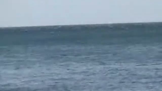 Дельфины в черном море смотреть онлайн