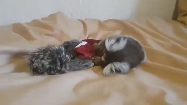 Карликовая обезьянка. Игрунка белоухая. Мармозетка смотреть онлайн