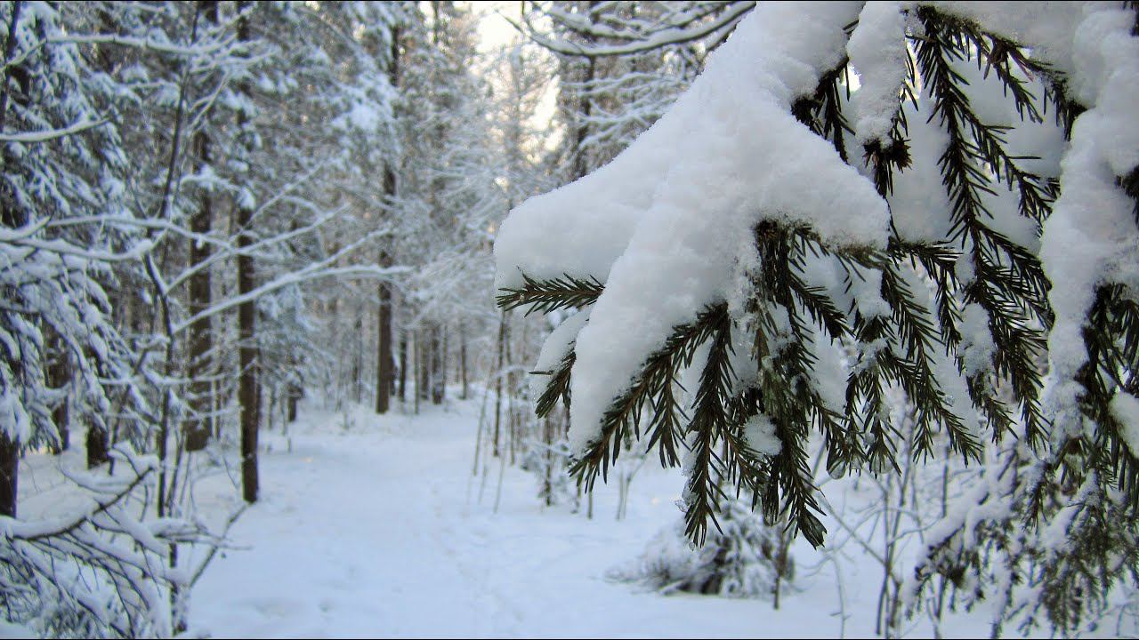 Зимний этюд ( Пермский лес ) Из личных фото смотреть онлайн