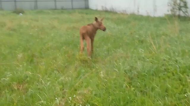 24.05.23. обо всём по чуть и #лосенокИхо смотреть онлайн