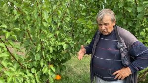 Как плодоносит абрикос сорта Faralia в нашем саду. 14.08.22