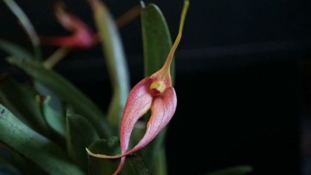 Орхидеи цветут. смотреть онлайн