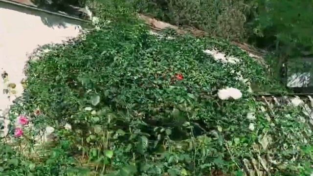 Утренняя прогулка по территории санатория Славутич г.Алушта-3 корпус.Октябрь 2023г. смотреть онлайн