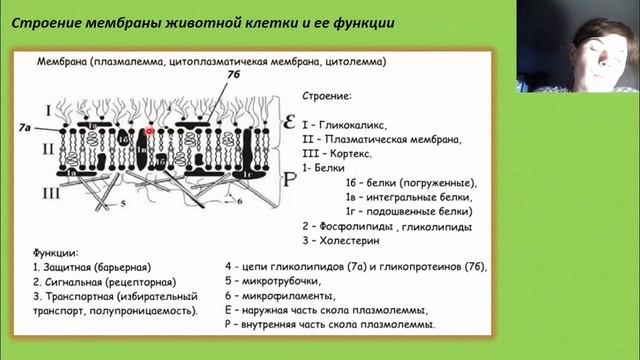 Строение мембраны животной клетки. смотреть онлайн