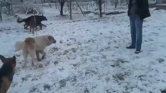 Немецкая овчарка Самарканд. +998933333989. +998901008003. Петомник. смотреть онлайн