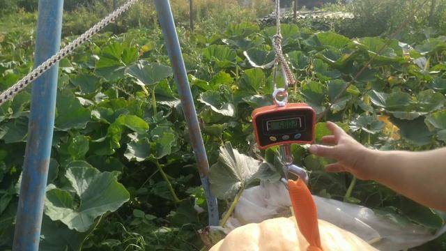 У туляков на участке выросли гигантские тыквы смотреть онлайн