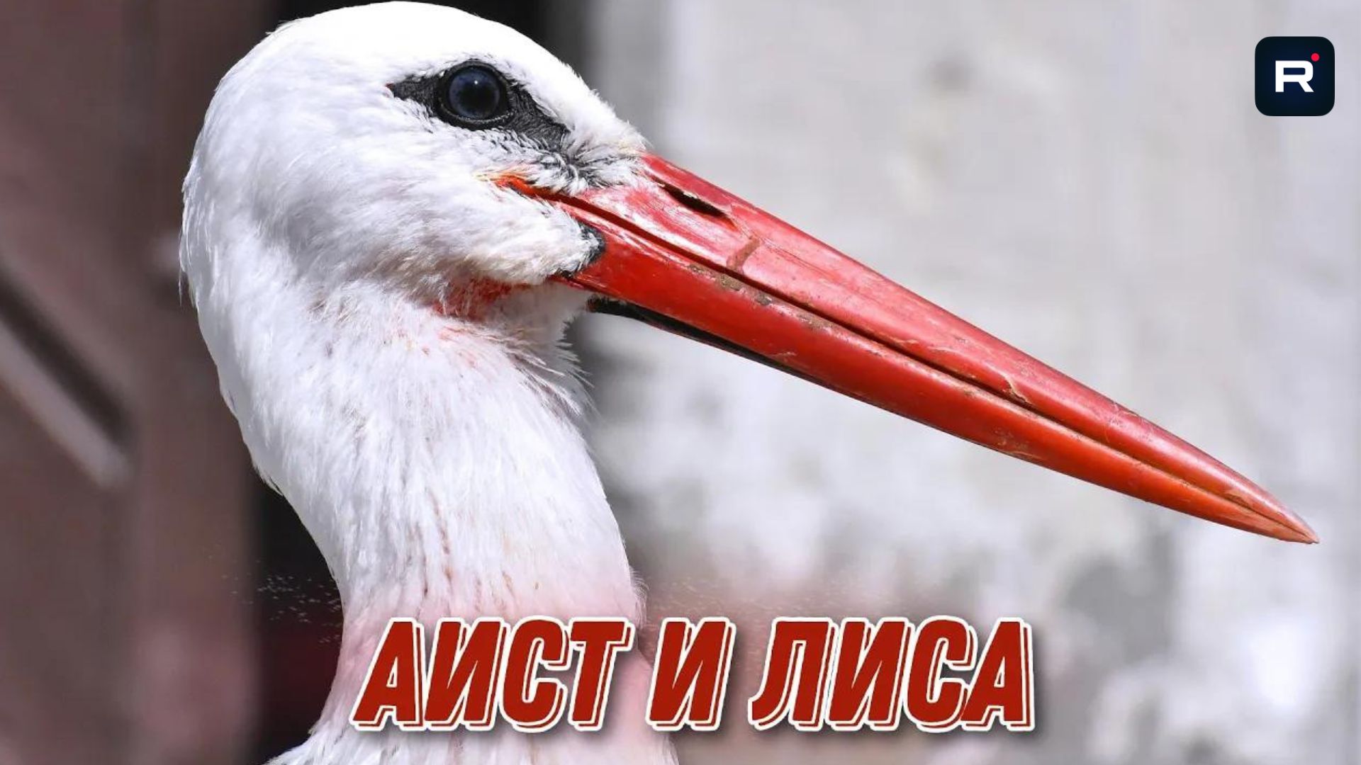 Аист и Лиса  (Персидская сказка)