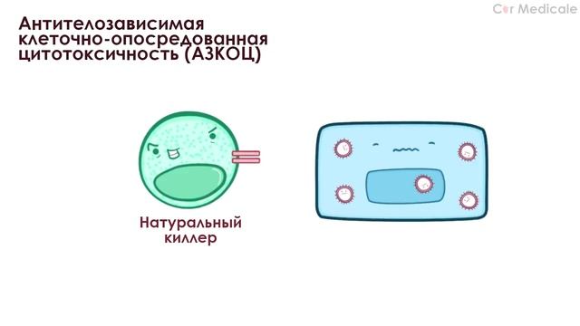 Антитела: IgA, IgG, IgD, IgE и IgM - кратко | Иммунология смотреть онлайн