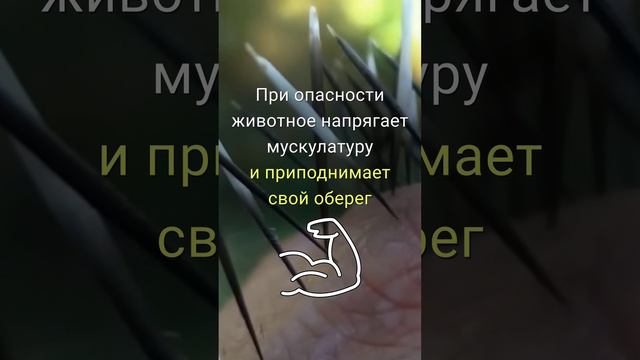 ДЕЙСТВИТЕЛЬНО ЛИ ДИКОБРАЗЫ СТРЕЛЯЮТ СВОИМИ ИГОЛКАМИ смотреть онлайн