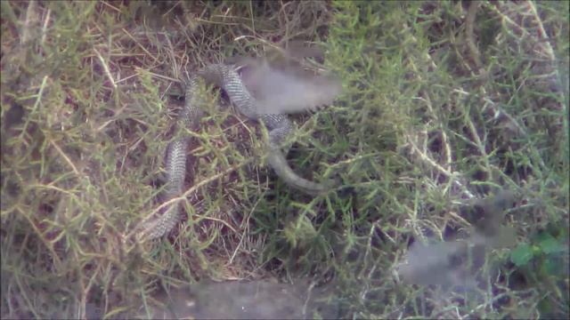 Snake vs. Bat смотреть онлайн