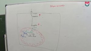 Обмен Липидов часть 2