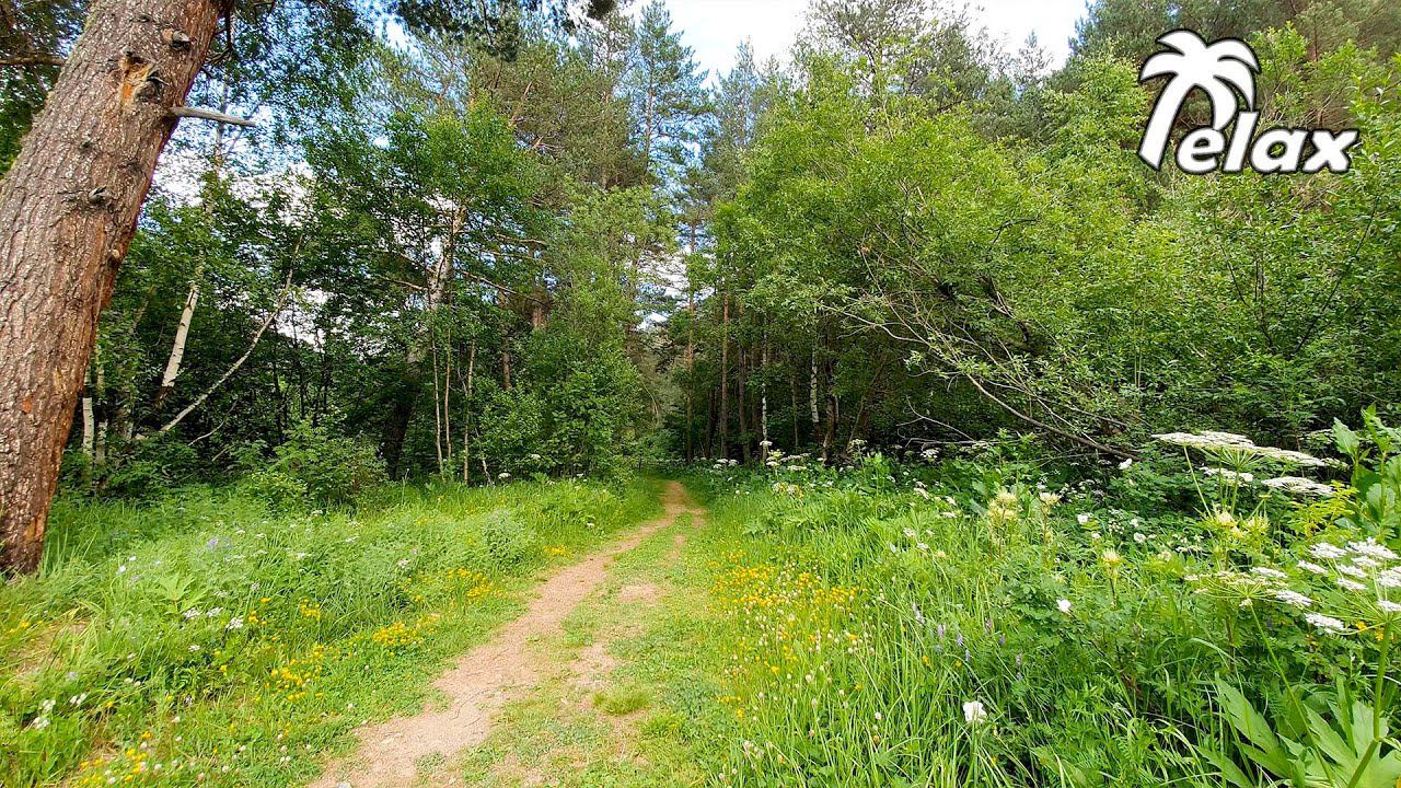 Nature Sounds in the Mountain Forest смотреть онлайн