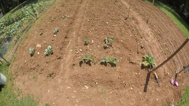 Огород в США. ПОКУПАЮ РАССАДУ. АРБУЗЫ И ДЫНИ) смотреть онлайн