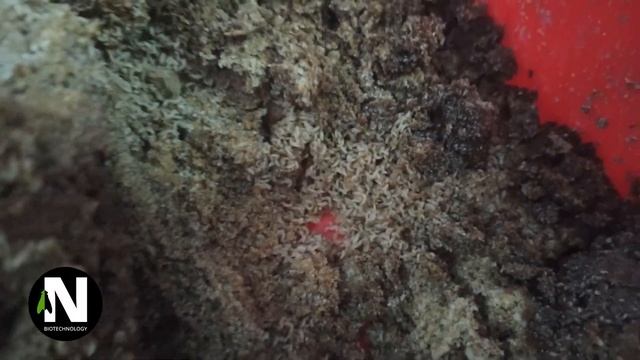 Инкубация яиц чёрной львинки