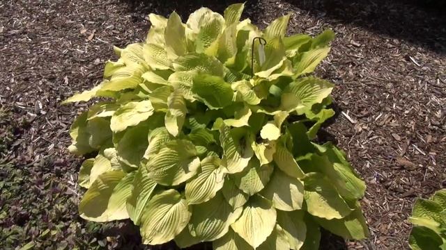 Hostas in Shade Gardens смотреть онлайн