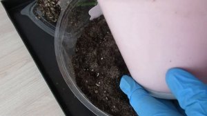 Как пересадить цветок декабрист и какой грунт нужен, чтобы обильно цвел  #комнатныецветы#ютуб