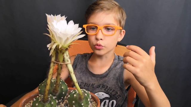 ЭХИНОПСИС ЗАЦВЕЛ | ECHINOPSIS SUBDENUDATA