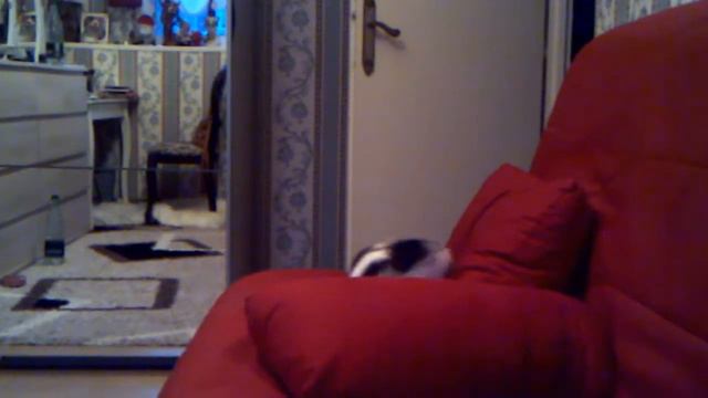 Кот гоняется за хвостом