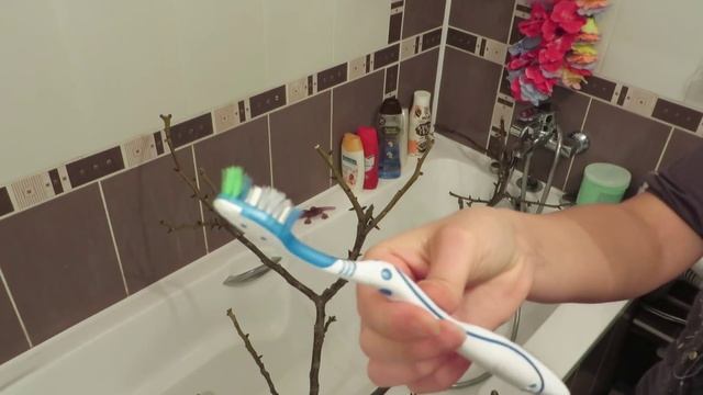 Игровая площадка для попугая? Игровой стенд✔️ #Птицы смотреть онлайн