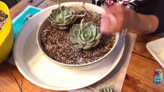 Recibiendo suculentas por internet +tips y Recomendaciones de compras y trasplante de ECHEVERIA LOl смотреть онлайн