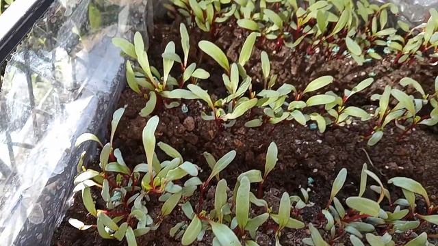 Мангольд. Выращивание в ящиках. смотреть онлайн