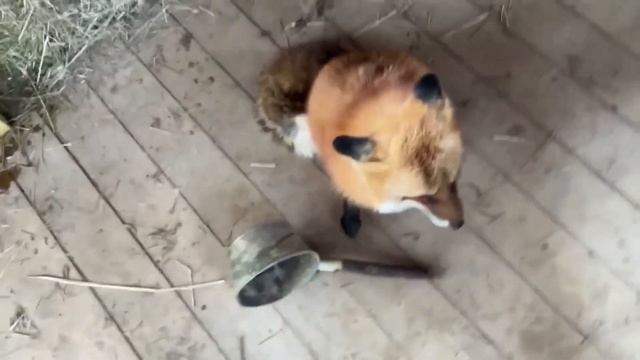 Ли Сяо / Alice the Fox Лиса Алиса (Собаки и настроение лисы!) смотреть онлайн