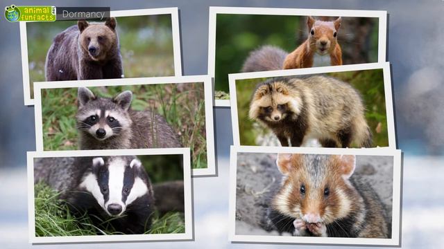All About Hibernation - Animals for Kids - Educational Video смотреть онлайн