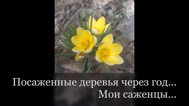 5 ПРАВИЛ!!! Весенняя посадка плодовых деревьев!!! смотреть онлайн