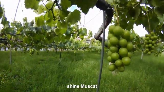 Красочные Японский сад винограда - знаменитый и дорогой Сбор винограда - Японская Виноградная ферма смотреть онлайн