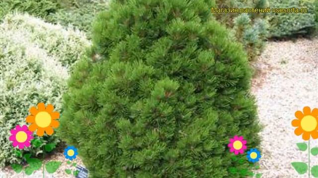 Сосна гельдрейха Малинки. Краткий обзор, описание характеристик pinus heldreichii Malinky смотреть онлайн