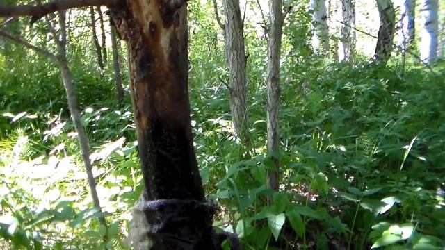 Привада для кабана 2020, всходы полей смотреть онлайн