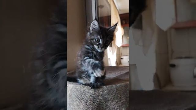 Питомник кошек породы Мейн Кун 'To.Mi.COON' Котенок Olivia помет-O Красный мрамор на серебре смотреть онлайн