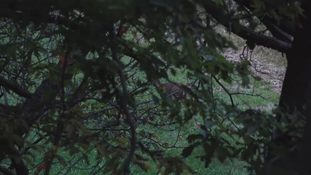 DEER HUNTING with $50 BOW!! - (USED BOW CHALLENGE!) смотреть онлайн