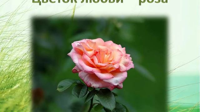 Легенды о цветах смотреть онлайн