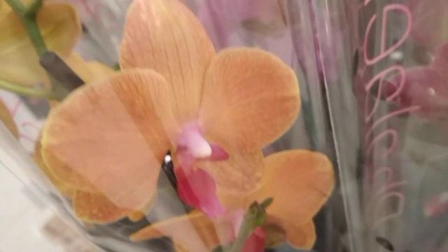 ОРХИДЕИ?в Евроспаре ? в р-не пл.Минина(11.11.2021) смотреть онлайн