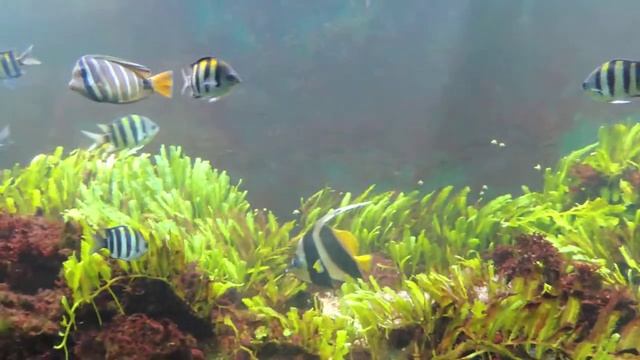 Тюлевый апогон Каудерна. смотреть онлайн