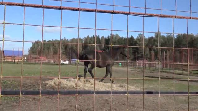 СТАНЬКОВО 1с ТУРЦЕНТР ЗООСАД - Не выходя из машины DOSTUP DISABILITY смотреть онлайн