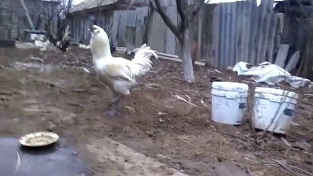 Гилянская гергебильская порода кур. Петух смотреть онлайн