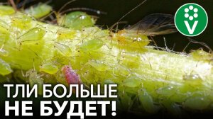 ТЛЯ БОИТСЯ ЭТОГО КАК ОГНЯ! Лучшее средство от тли без всякой «химии»