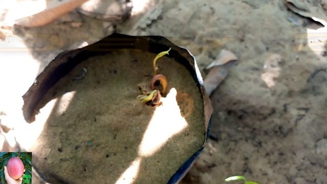 how to grow a mango tree from seed | day 1 to day 60 | a mango seed with five growths смотреть онлайн