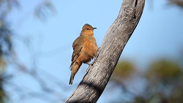 The Great Western Woodlands | BirdLife Australia смотреть онлайн
