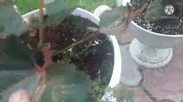 Обзор бегонии.Обгорают листья. смотреть онлайн