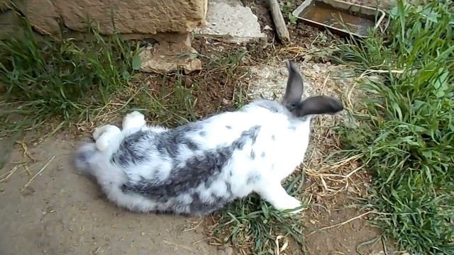 У кролика отказали лапы. Кролиководство смотреть онлайн