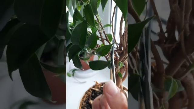 Фикус Бенджамина весенняя обрезка / формирую плетёный ствол/ #plant #gardening #homedecor #фикус смотреть онлайн