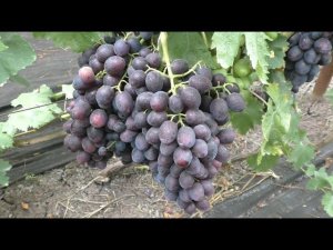 Виноград 2023. Брависсимо - отличный кишмиш 1 класса!