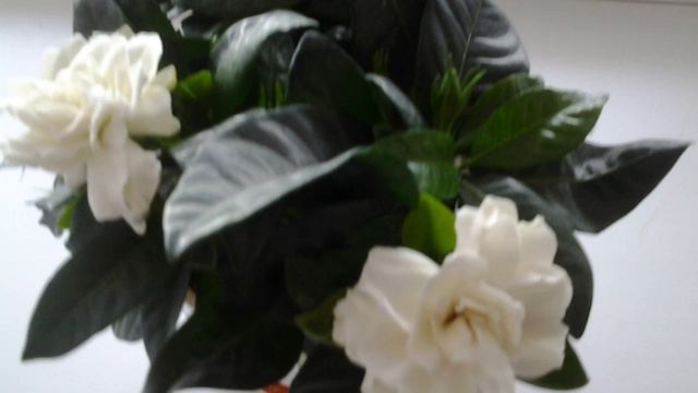 Самые лучшие цветы смотреть онлайн