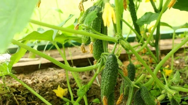 Уход за огурцами в теплице в августе смотреть онлайн